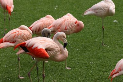View of flamingos on grassy field