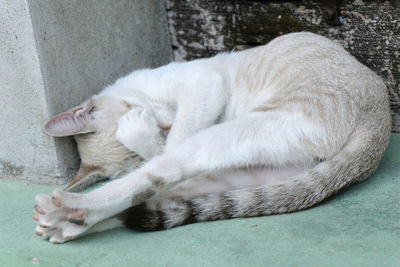 Close-up of a cat sleeping