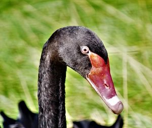 Close-up of black swan face