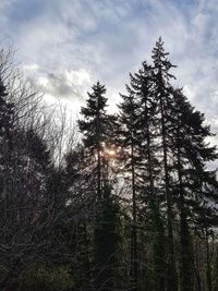 Low angle view of pine trees in forest against sky