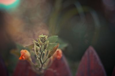 Close-up of plant growing outdoors