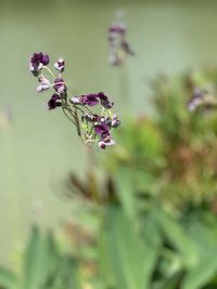 Close-up of purple flowering plant