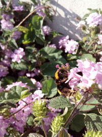 Close-up of bee pollinating on pink flower