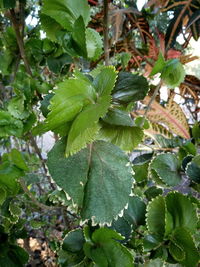 Low angle view of tree