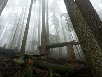 Trees in forest