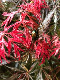 Close-up of red maple leaves on tree