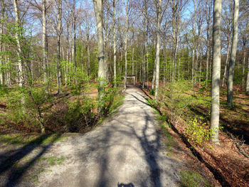 Dirt road amidst trees in forest