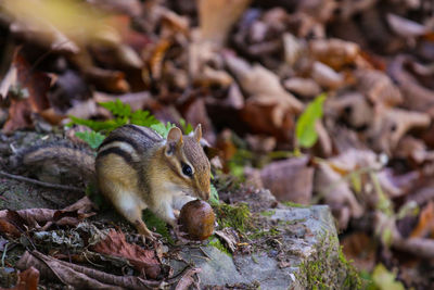 Close-up of squirrel eating nut