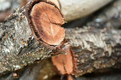 Close-up of log in forest