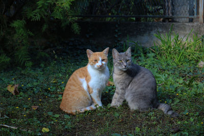 Ginger and gray cat sitting in a green garden