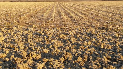 Full frame shot of agricultural field