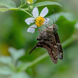 Close-up of butterfly pollinating on flower