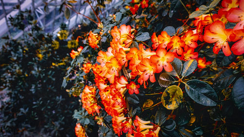Close-up of orange flowering plants