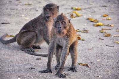 Macaque long tailed monkey close-up phuket town river genus macaca cercopithecinae thailand asia