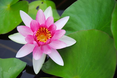 Close-up of pink lotus water lily in pond