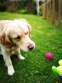 Close-up of dog on field in yard