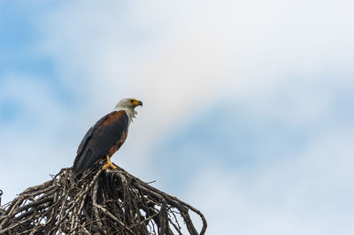 Low angle view of eagle against sky