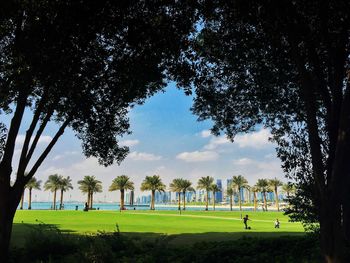 Trees on grassy field in park