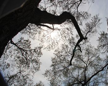 Low angle view of tree against sky