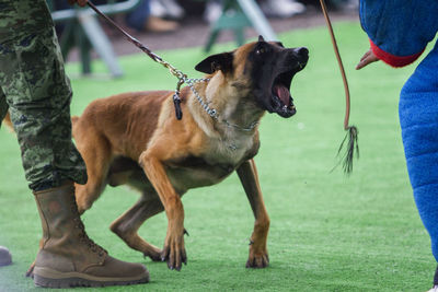 Dog looking at camera