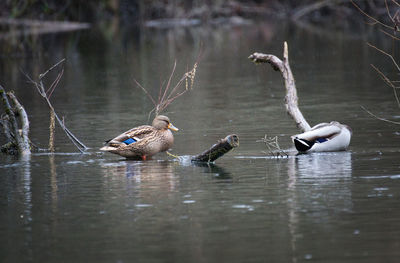 Ducks in a lake