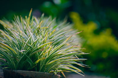 Close-up of pine tree on field