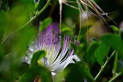 Close-up of purple flowering plant