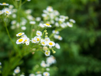 Close-up of white flowering plant on field