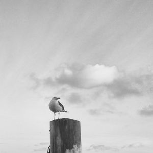 Bird perching on pole against sky