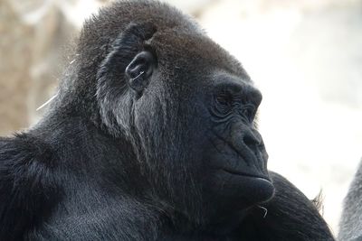 Close-up portrait of a monkey