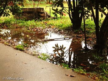 View of plants in water