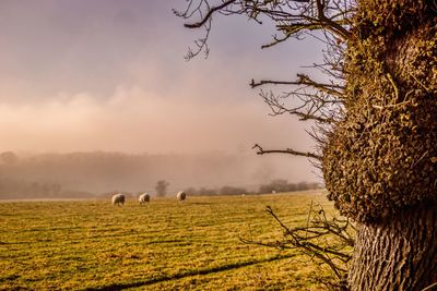 Mid distance view of sheep grazing on grassy field against cloudy sky