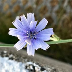 Close-up of purple flowering plant