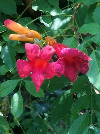 Close-up of red hibiscus blooming outdoors