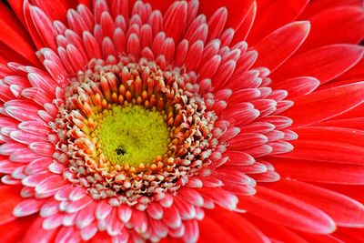 Full frame shot of red flower