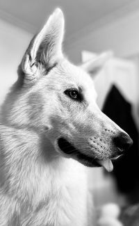 Black and white portrait of a close-up of a cheeky puppy looking away with tongue poking out