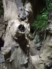 Close-up of animal skull on tree trunk