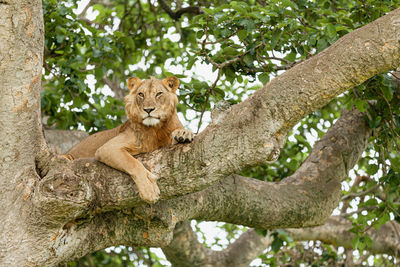 Low angle view of cat resting on tree