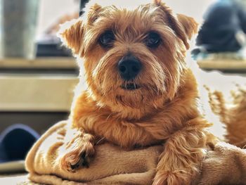 Close-up portrait of dog relaxing at home