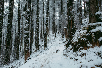 Snow covered trees in forest