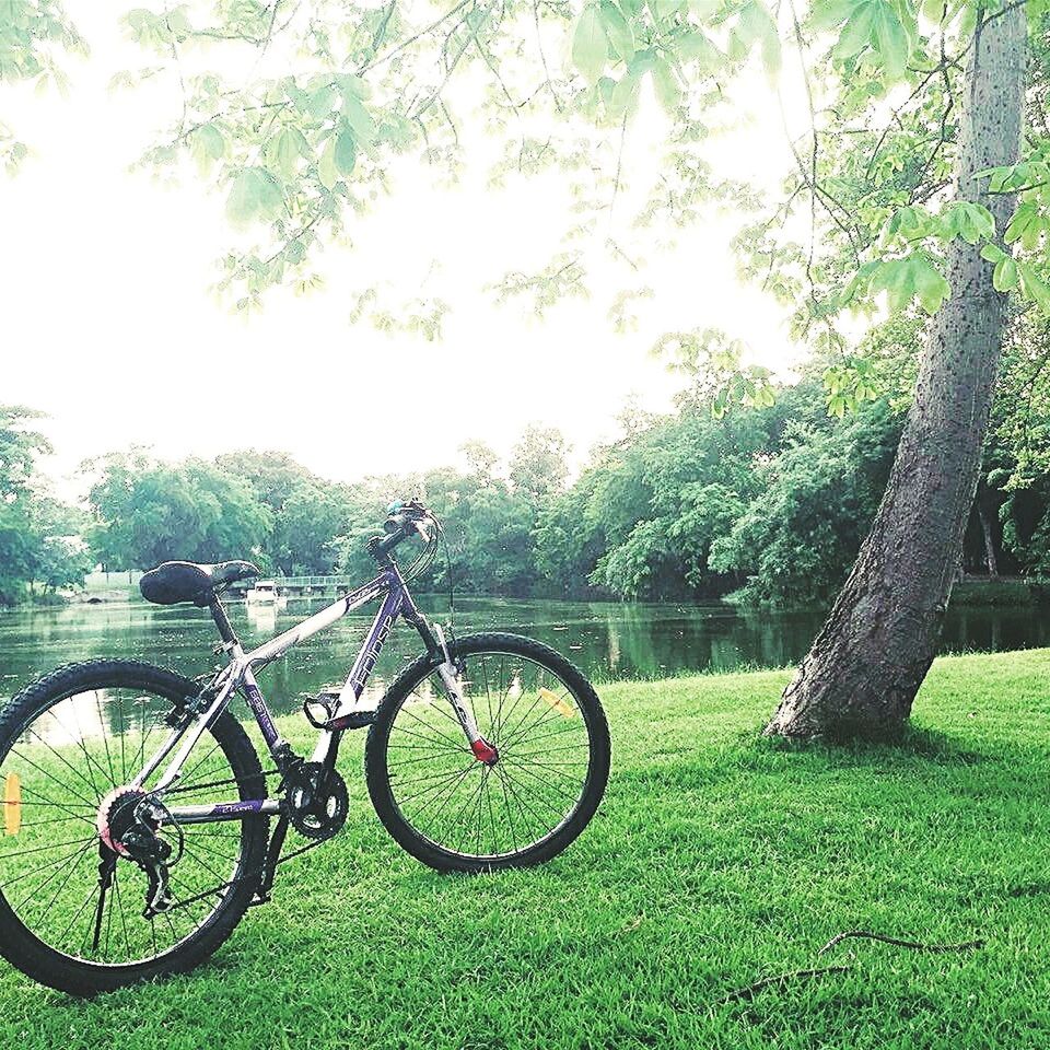 bicycle, tree, land vehicle, grass, transportation, mode of transport, stationary, parked, growth, parking, tranquility, green color, nature, field, park - man made space, day, beauty in nature, plant, outdoors, tranquil scene