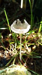 Close-up of white mushroom growing in grass