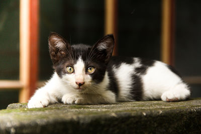 Portrait of cat