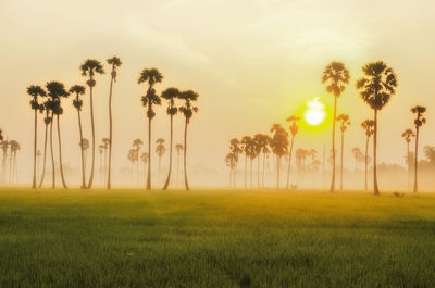 Scenic view of palm trees on field against sky during sunset