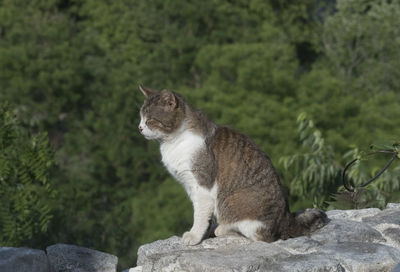 Cat sitting on rock