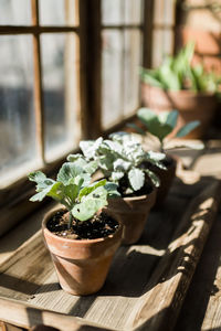 Potted plants in greenhouse in waco texas