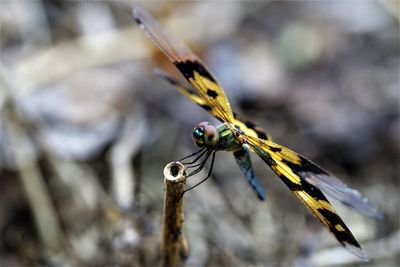 Close-up of dragonfly on plant