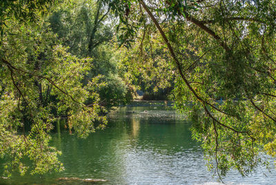 Scenic view of lake in forest