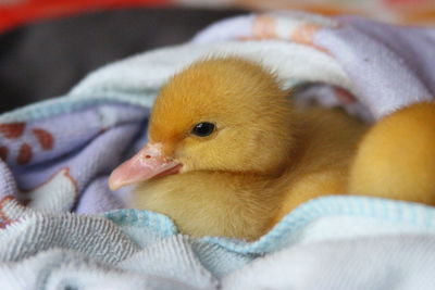 Close-up of a bird