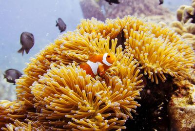 Close-up of yellow coral in sea